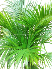 Areeca Palm (Holland)