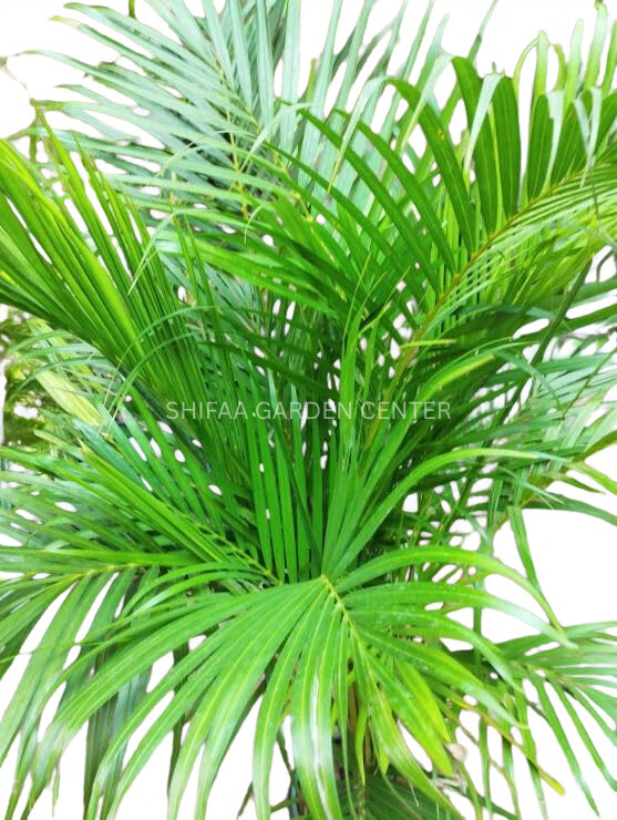 Areeca Palm (Holland)