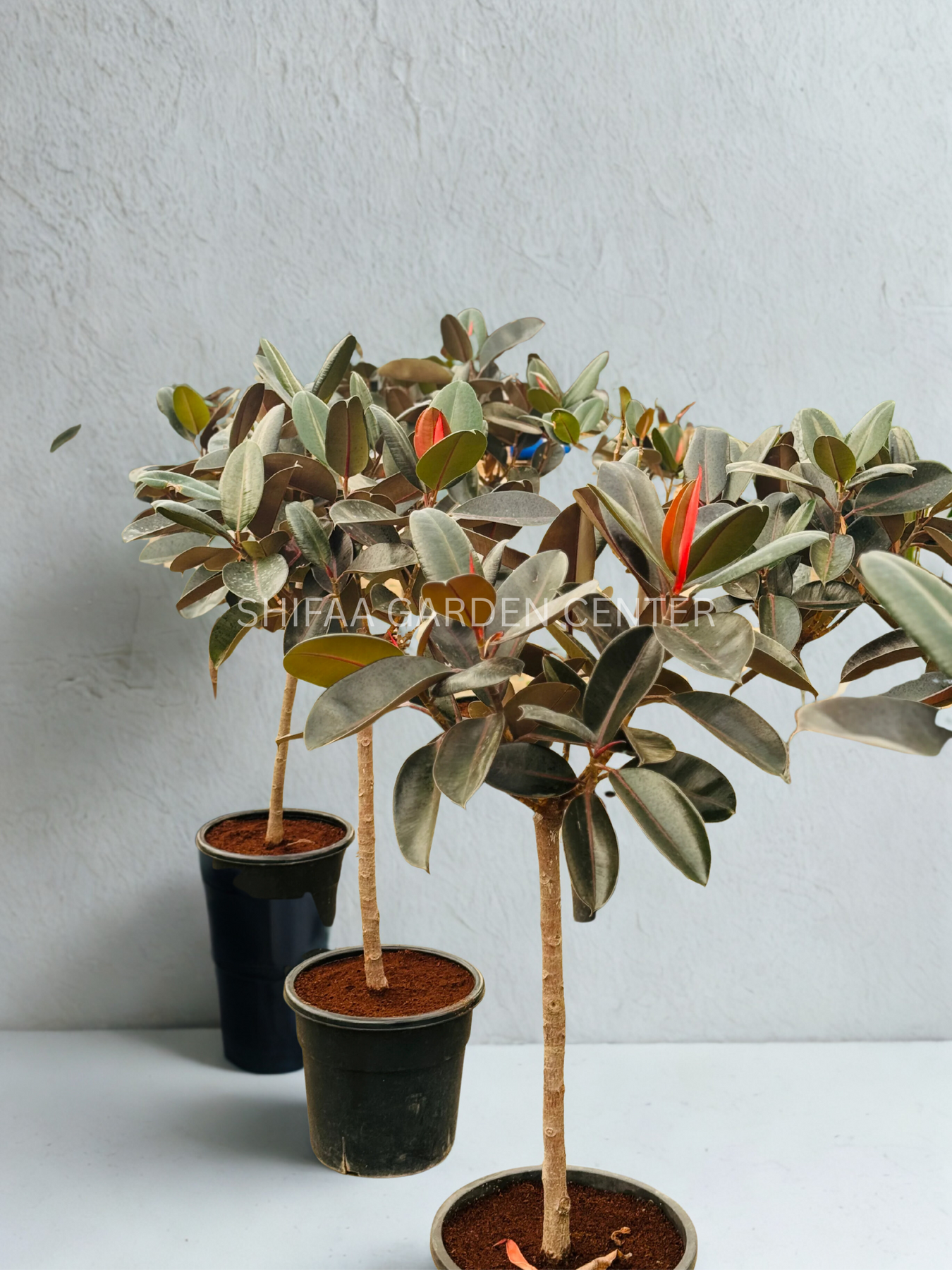 Ficus Elastica Single Stem Tree Shape – SHIFAA GARDEN CENTER