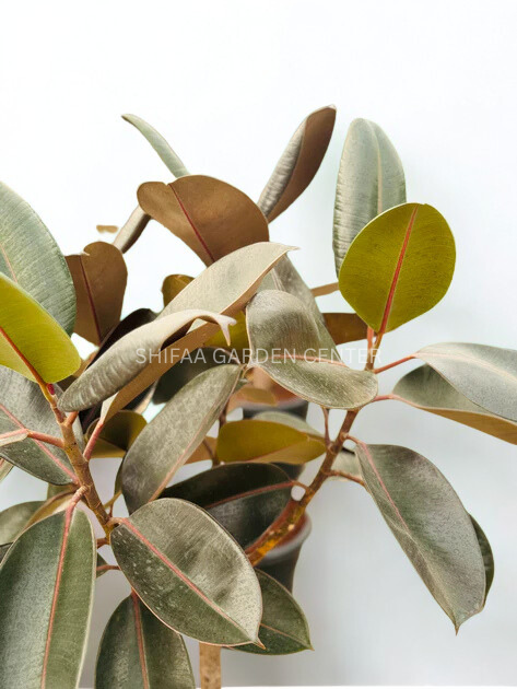Ficus Elastica Single Stem Tree Shape