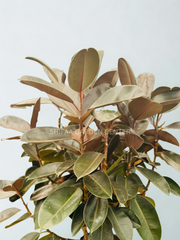 Ficus Elastica Single Stem Tree Shape