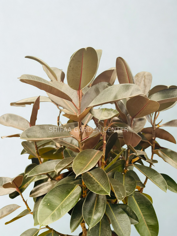 Ficus Elastica Single Stem Tree Shape