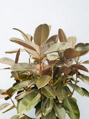 Ficus Elastica Tree Shape
