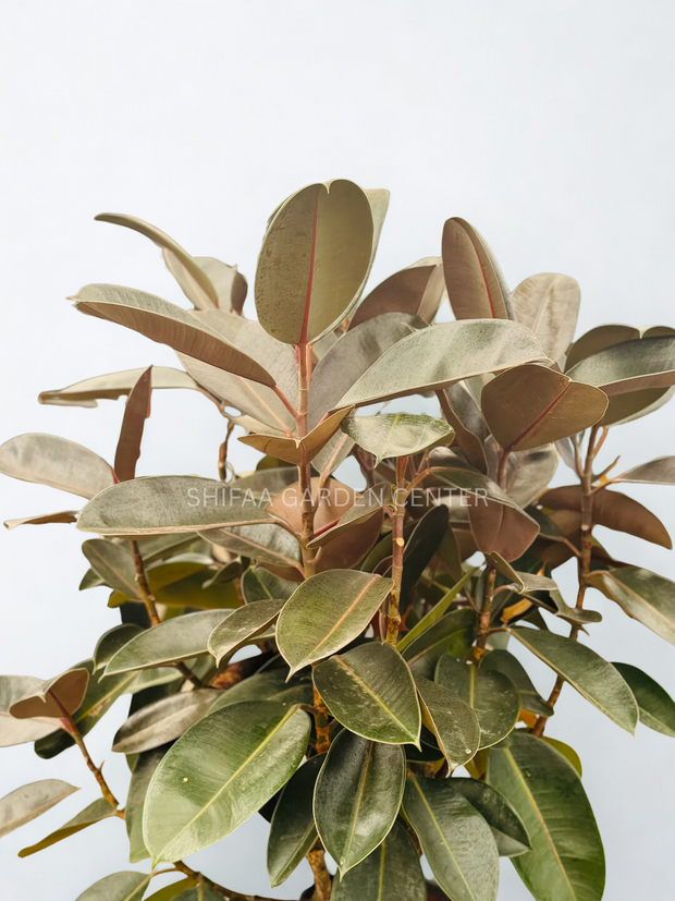 Ficus Elastica Tree Shape
