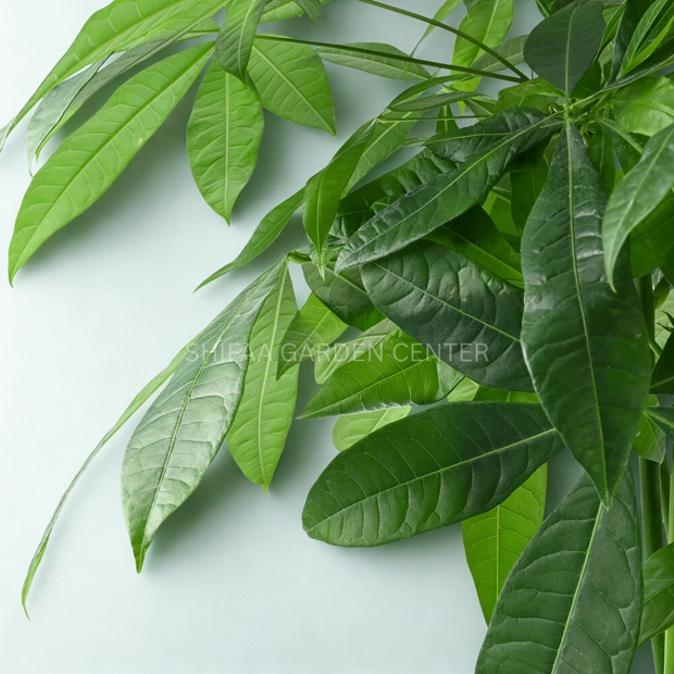Pachira Aquatica' (Money Tree)