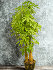 Pachira (Money Tree) 3Step