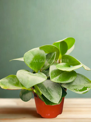 Peperomia Obtusifolia 10-20Cm