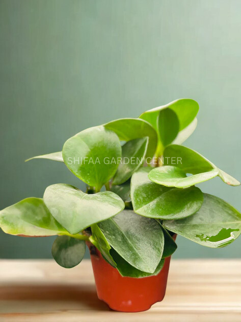 Peperomia Obtusifolia 10-20Cm