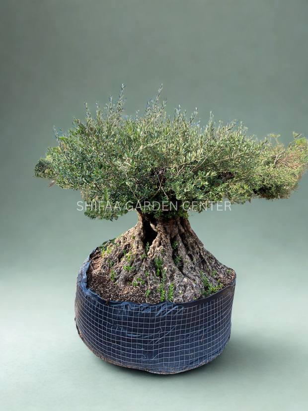 Olive Tree (Olea europaea)