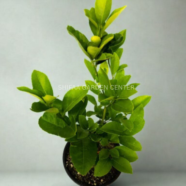 Mandarin Plant