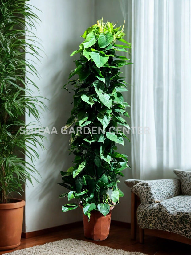 Philodendron Scandens 120-140CM