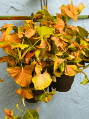Syngonium Pink Splash Hanging