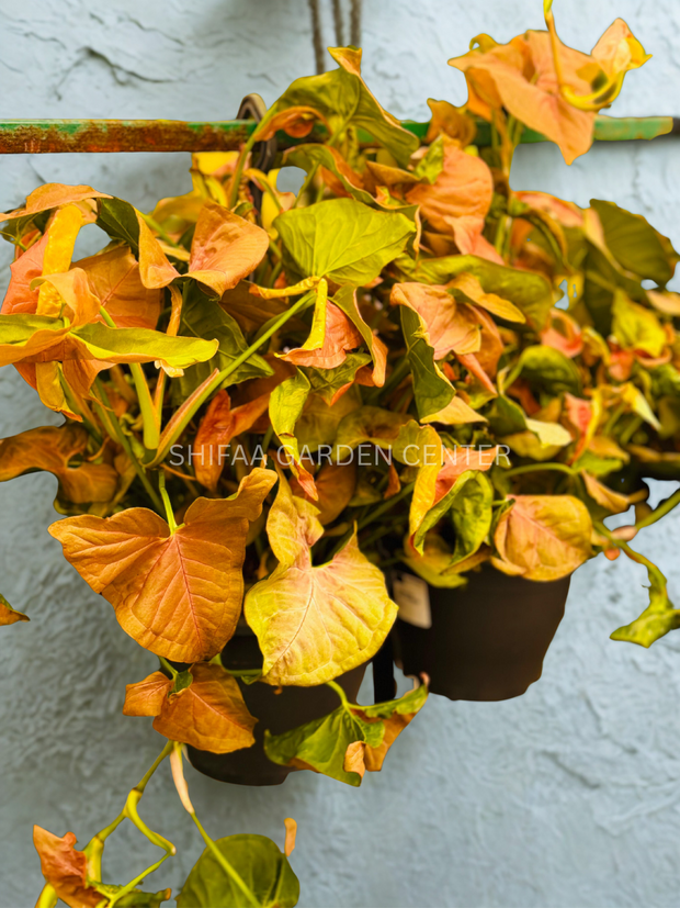 Syngonium Pink Splash Hanging