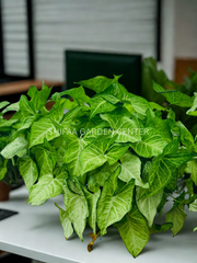 Syngonium Podophyllum (Arrowhead Plant)