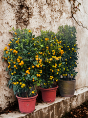 Citrus Microcarpa Lime 80-100CM
