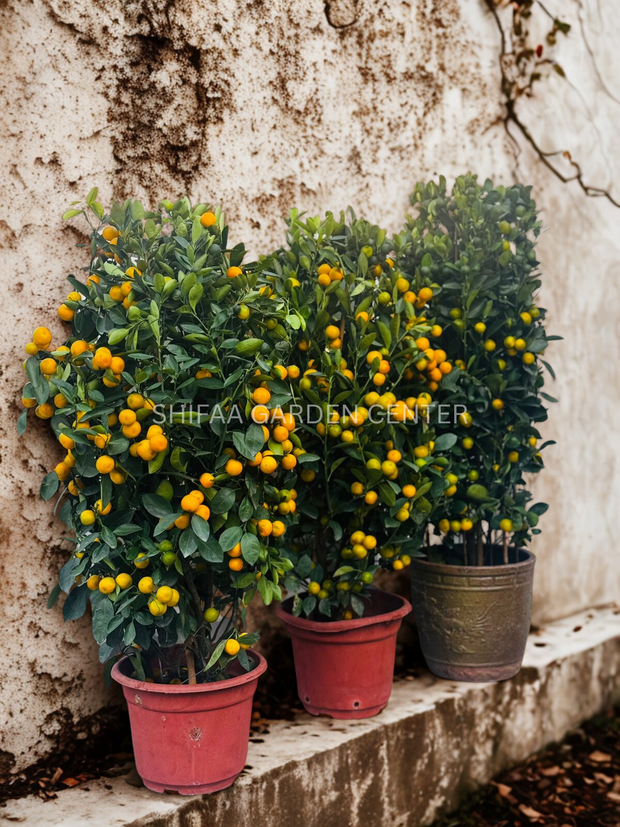 Citrus Microcarpa Lime 80-100CM
