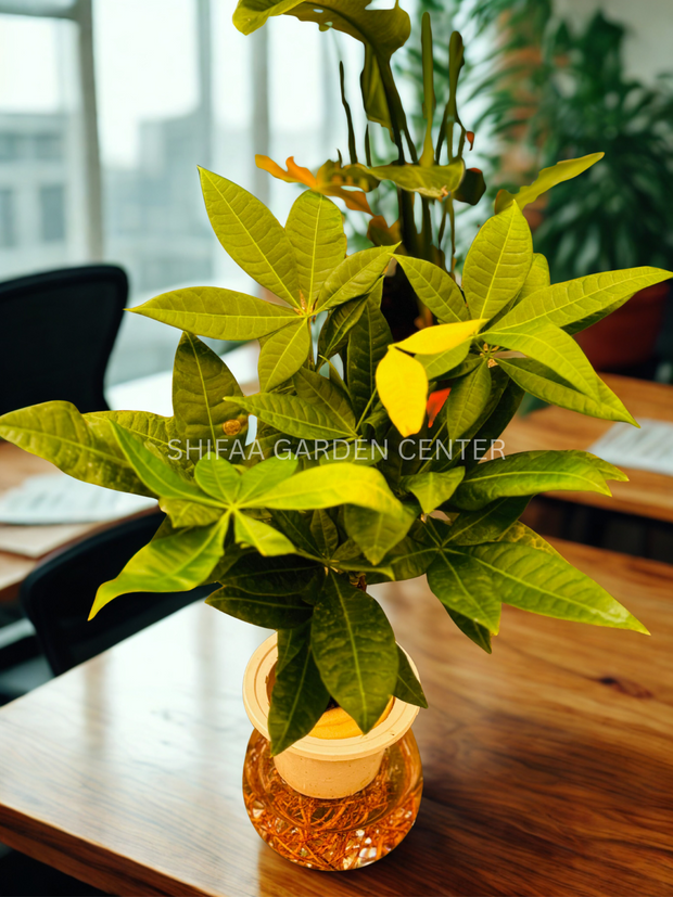 hydroponic money tree Pachira (Money Tree) Hydroponic – SHIFAA GARDEN CENTER
