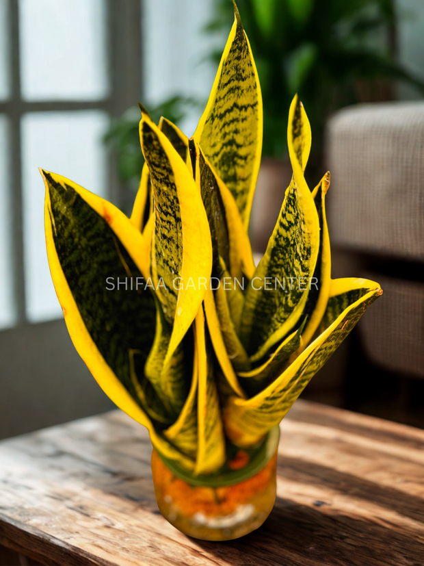 Sansevieria Trifasciata - hydroponic