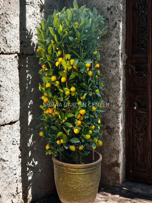 Citrus Microcarpa Lime in Ceramic Pot 120CM
