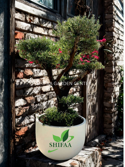 Olive Tree (Olea europaea) Including Pot