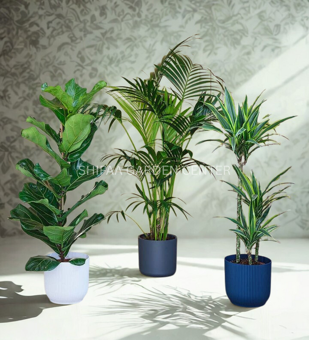 Ficus Lyrata, Areeca Palm & Dracaena Bundle for Office!