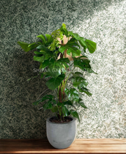 Monstera in a Pot, For you!