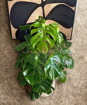 Monstera in a Pot, For you!