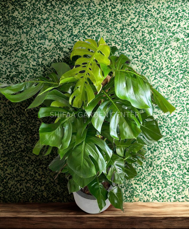 Monstera in a Pot, For you!