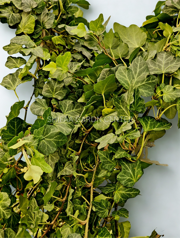 English Ivy (Hedera helix)