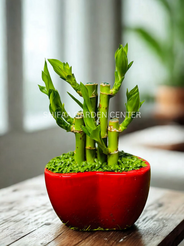 Lucky Bamboo in Red Heart-Shaped Ceramic Pot – Perfect Valentine’s Gift!