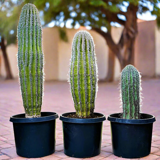 Saguaro Cactus