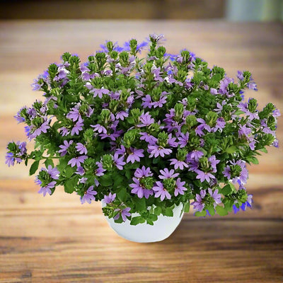 Scaevola Aemula, Blue Wonder