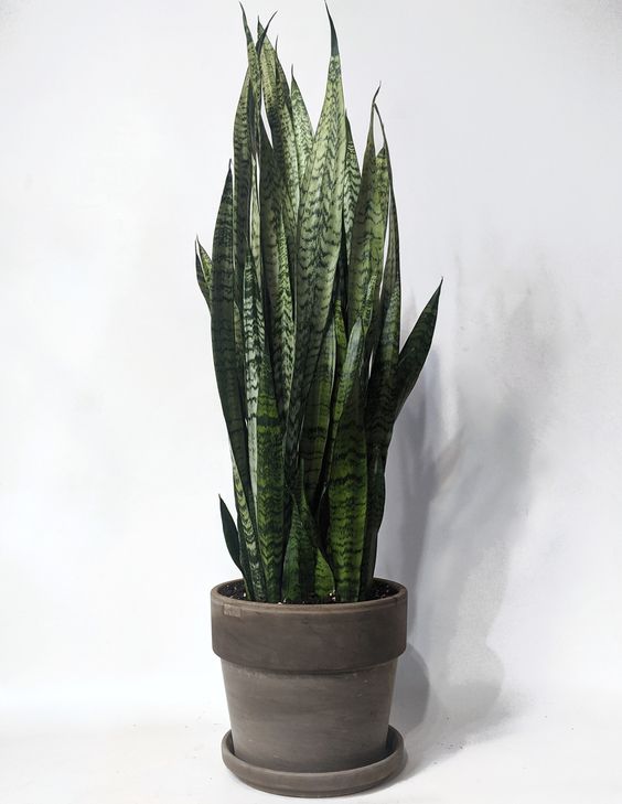 Sansevieria (Snake Plant)