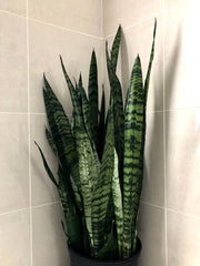 Sansevieria (گیاه مار)