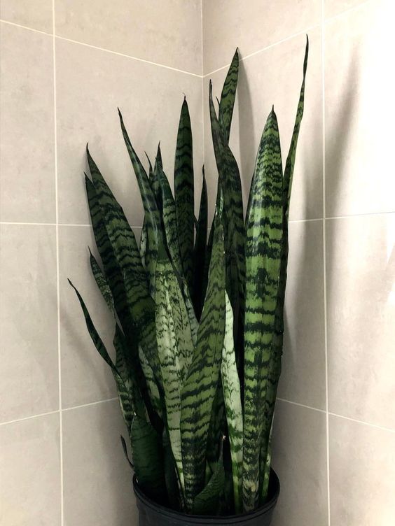 Sansevieria (Snake Plant)