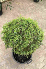 Melaleuca linariifolia - برف در تابستان