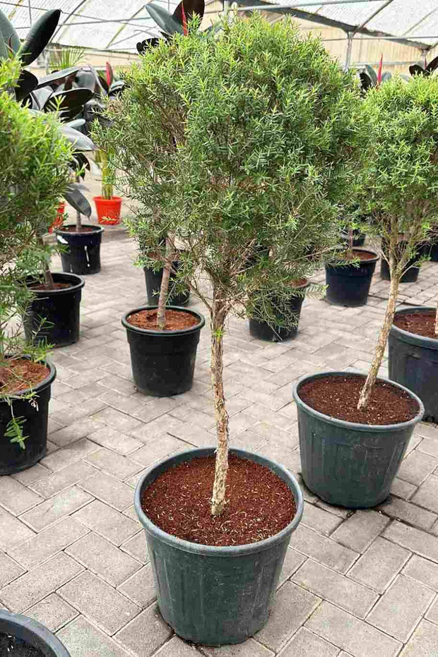 Melaleuca linariifolia - Snow In Summer