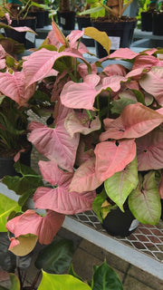 Syngonium Pink Slash