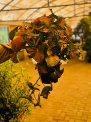 Syngonium Pink Splash Hanging