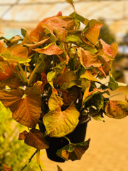 Syngonium Pink Splash Hanging