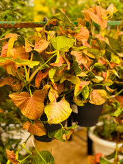 Syngonium Pink Splash Hanging