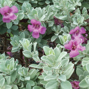 Leucophyllum Frutescens, Texas Sage