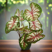 Caladium Tapestry