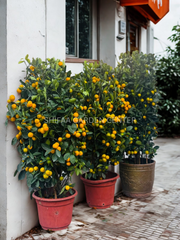 Citrus Microcarpa Lime in Ceramic Pot 120CM