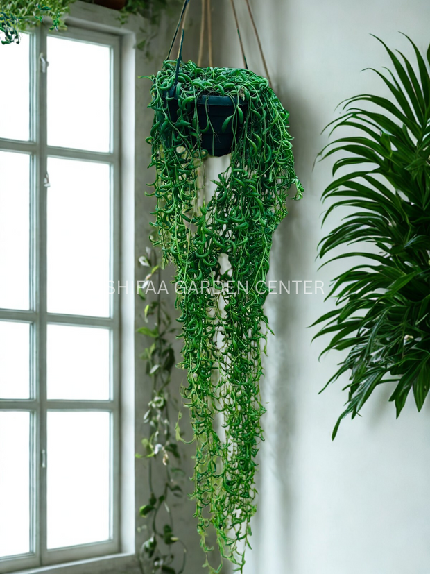 String-of-pearls 100CM