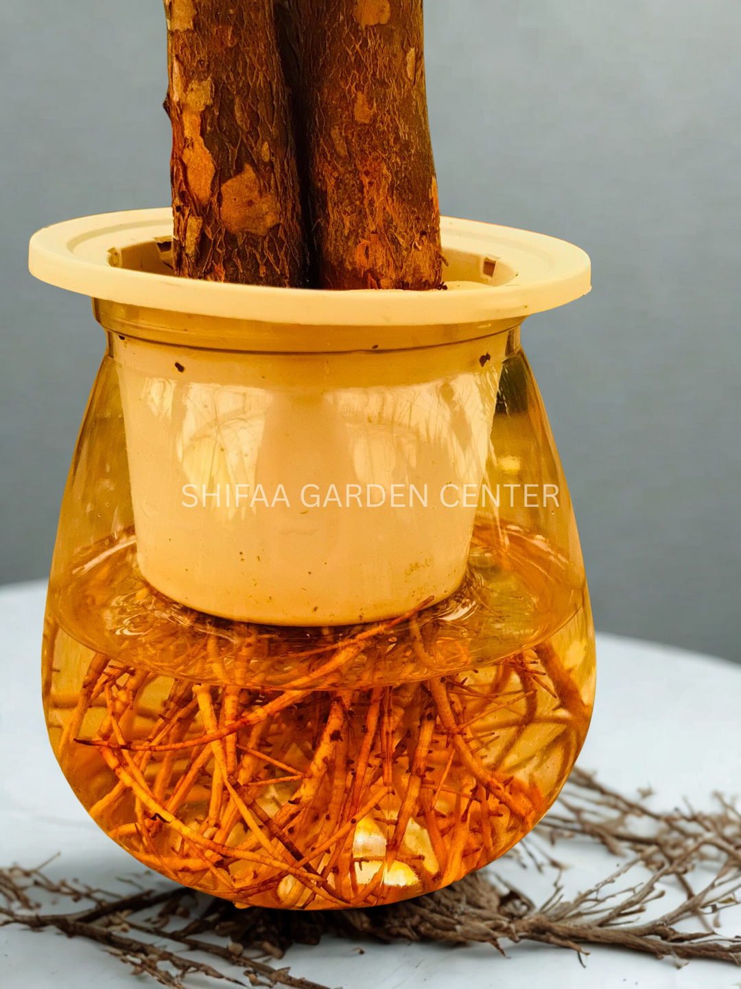 hydroponic money tree Pachira (Money Tree) Hydroponic – SHIFAA GARDEN CENTER