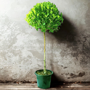 Ficus Diversifolia Single Head