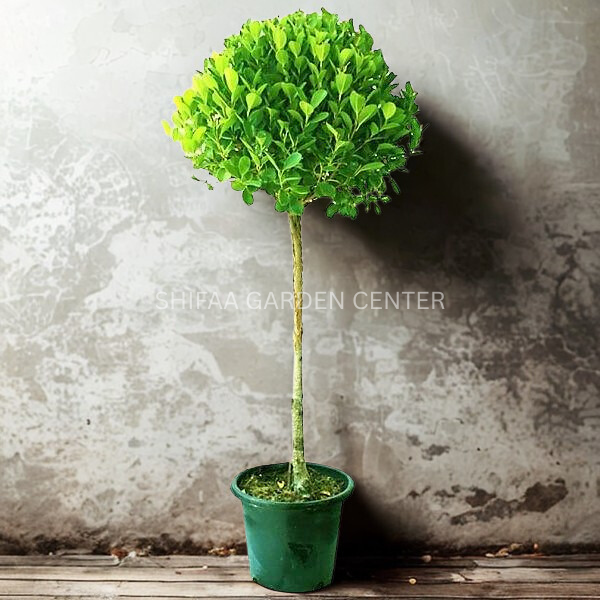Ficus Diversifolia Single Head