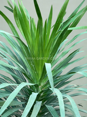 Dracaena Arborea 