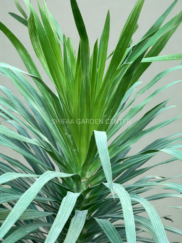 Dracaena Arborea 